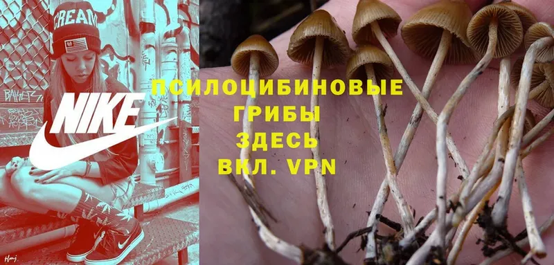 Псилоцибиновые грибы Psilocybine cubensis  Дудинка 